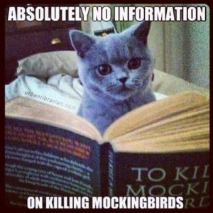 Cat Mockingbird